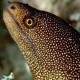 Eels